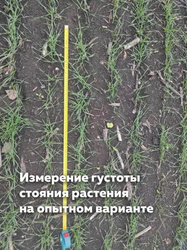 Эффективность внесения безводного аммиака. Первые результаты!