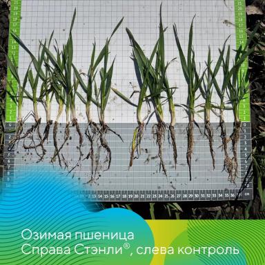 Морфорегуляторы Гравиэт® и Стэнли® для разных кульутр