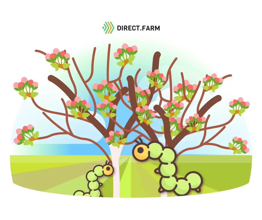 Защита яблони: после прохождения “зеленого конуса” и до цветения
