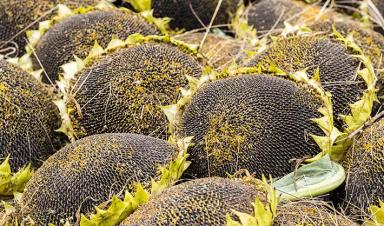 НК Фортими (NK FORTIMI) гибрид подсолнечника