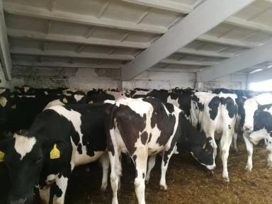 Племенные нетели голштинской породы КРС