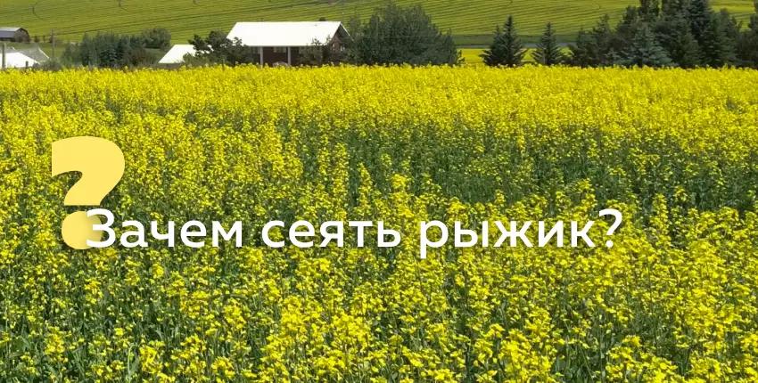 Почему посевные площади рыжика увеличиваются?