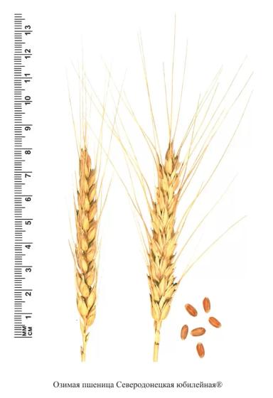 Северодонецкая юбилейная