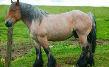 Арденская порода лошадей