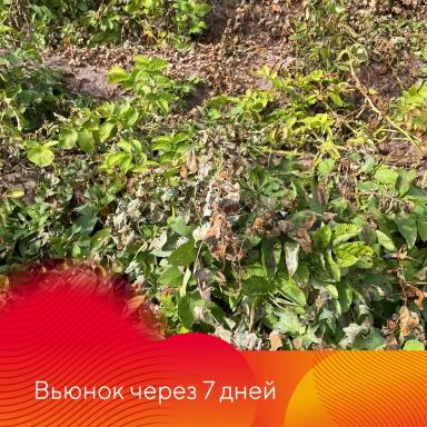 Сахара®. Подсушит культуру, засушит сорняки