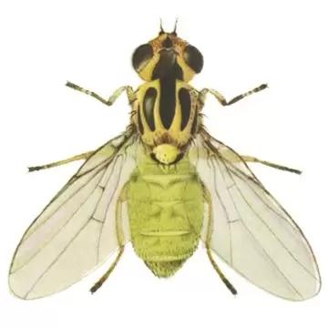 Зеленоглазка