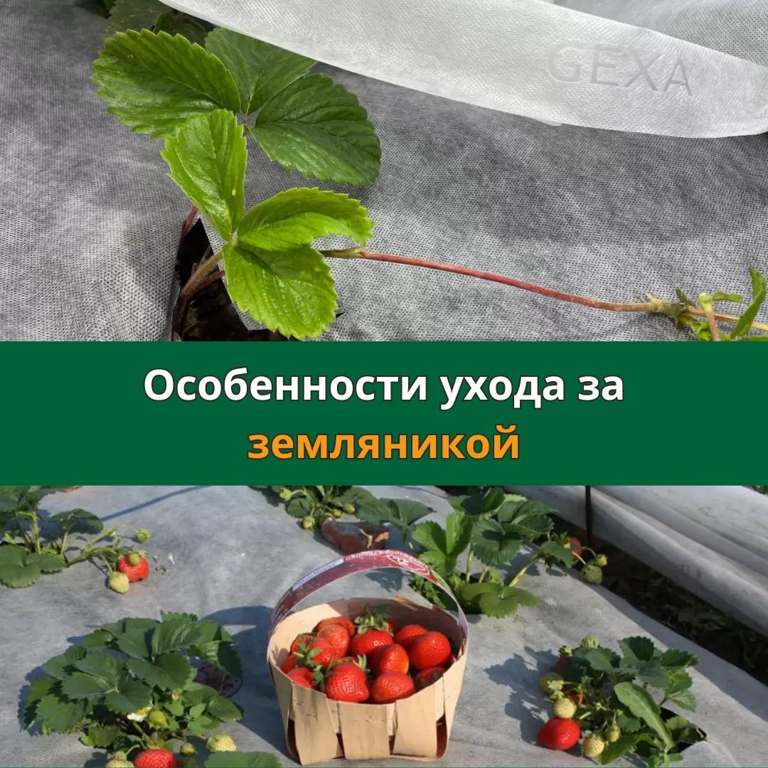 Особенности ухода за земляникой