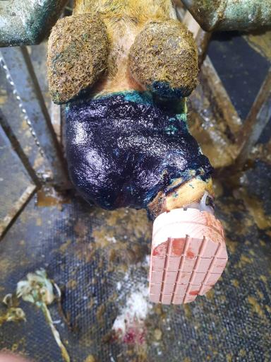 Лечение копыт: ампутировать, нельзя сдавать