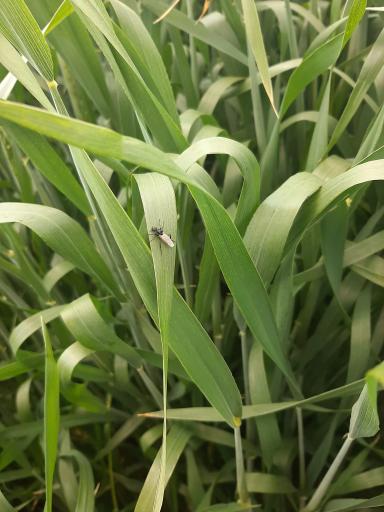 Совместимость карбамида с инсектицидом. 