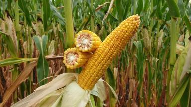 Эвора - гибрид кукурузы ( Zea mays L.)