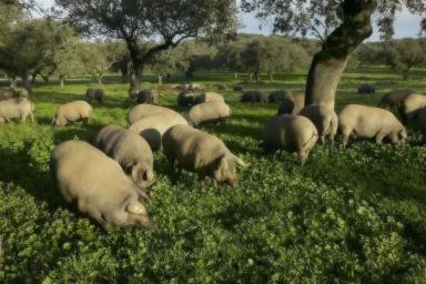 Иберийская порода свиней