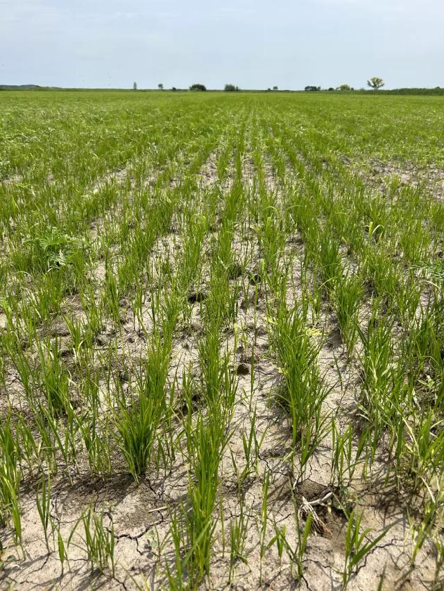 Приморский рис. ООО «Легендагро Приморье»