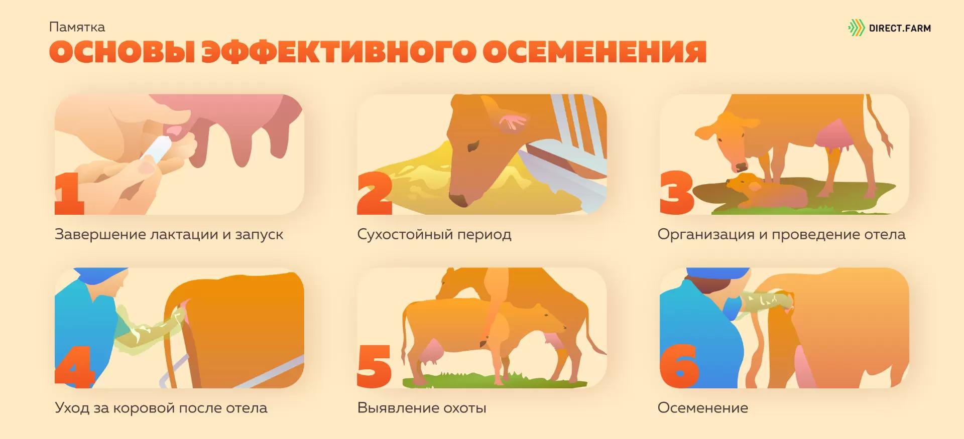 Памятка "Основы эффективного осеменения"