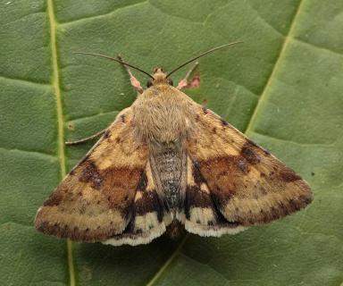 Люцерновая совка