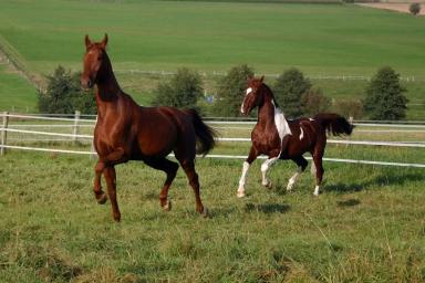 Американская верховая (сэддлбредная)