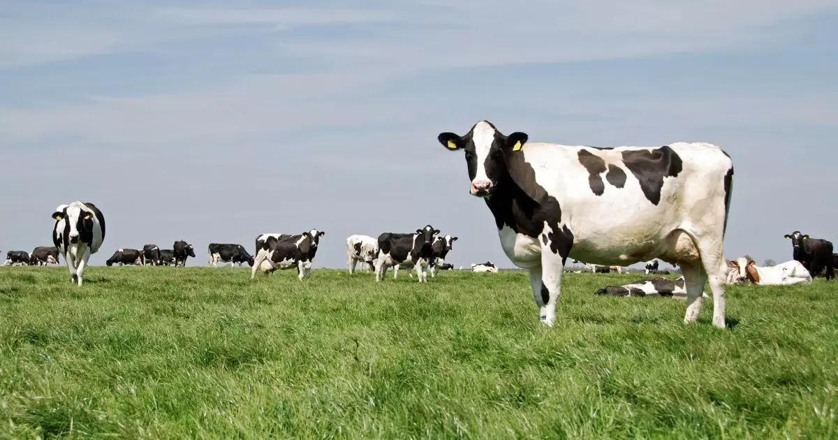 С РМЦ получаем много молока и в жару тоже.