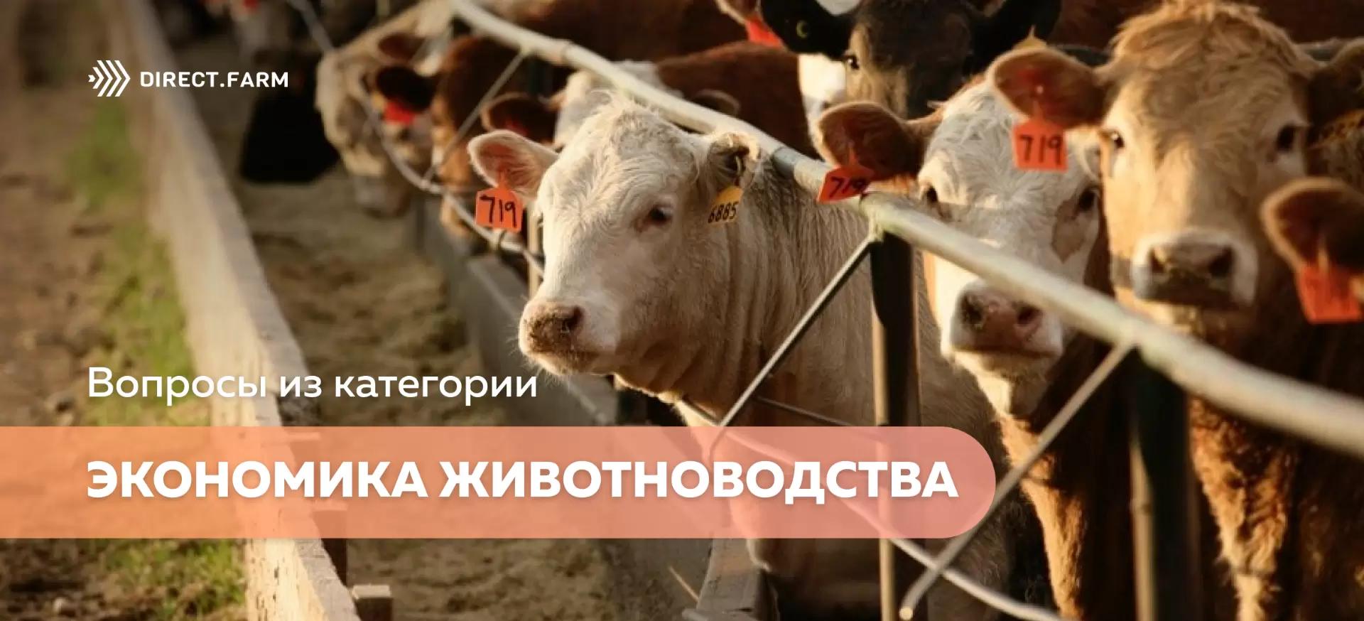 Помощь животновода: экономика скотоводства