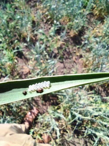 Клоп вредная черепашка