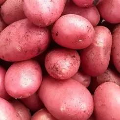 Ред Скарлетт