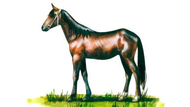 Русская рысистая порода