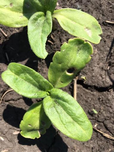 Вопросы из чатов: что вредит подсолнечнику?