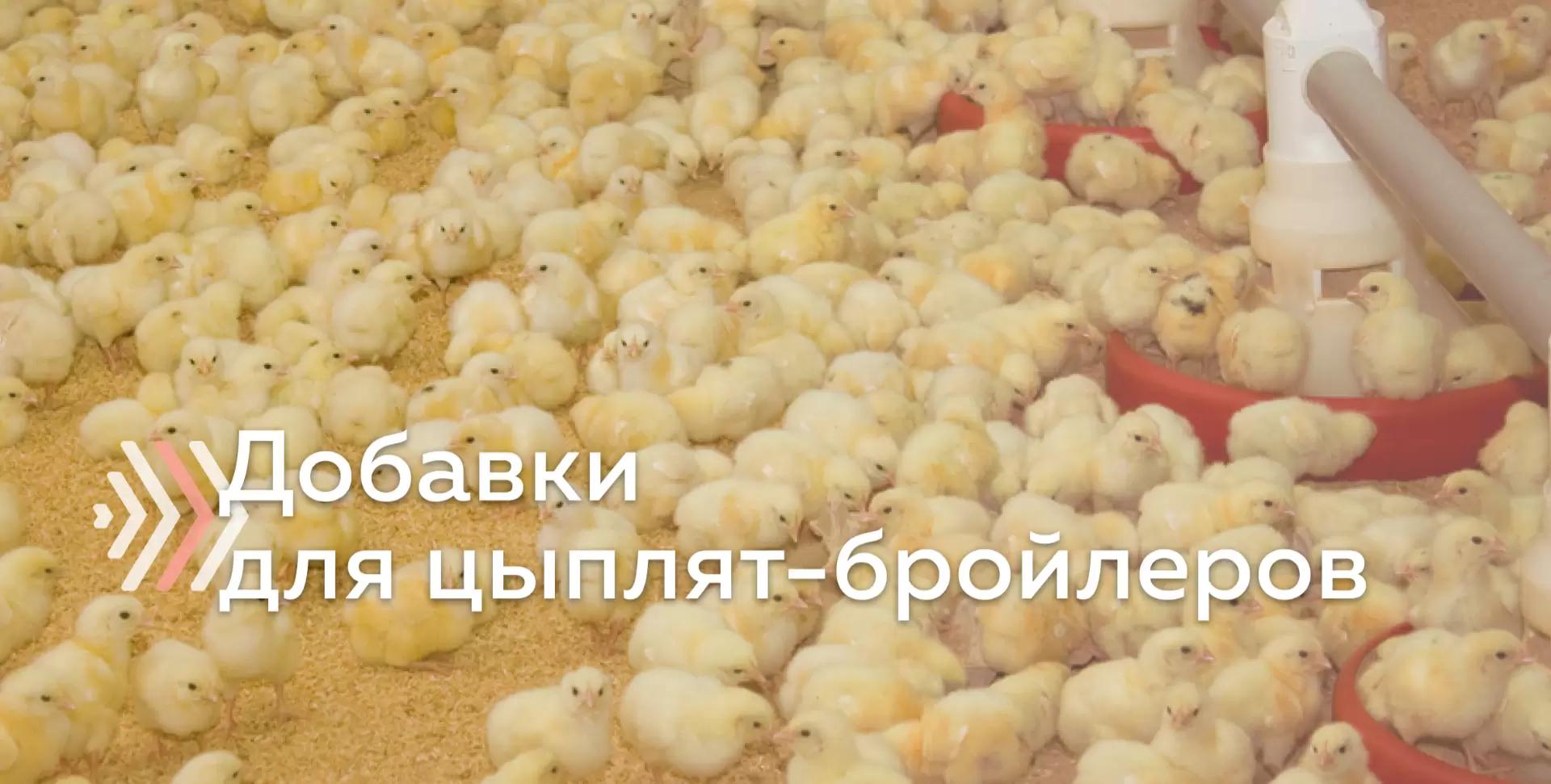 Опыт введения ферментных препаратов в рацион бройлеров