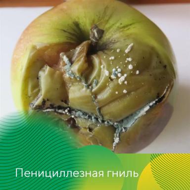 Профилактика гнилей яблок при хранении