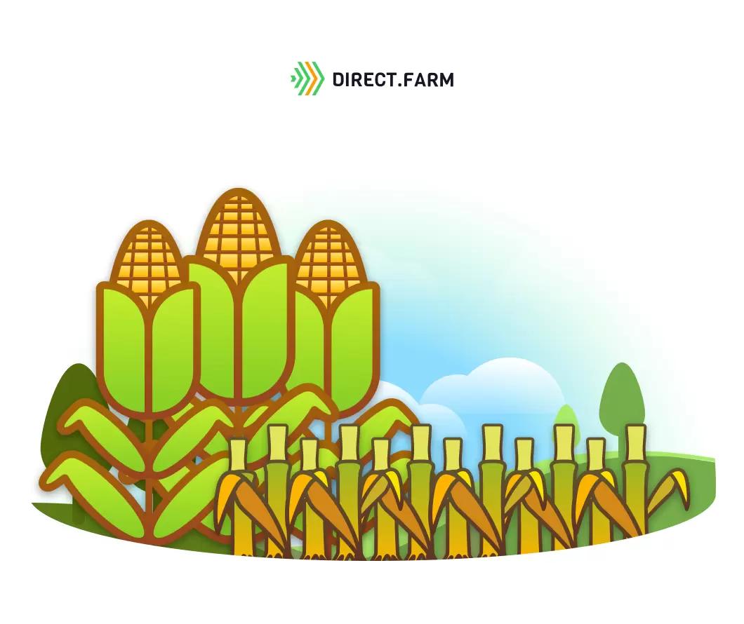 Высота среза кукурузы на силос