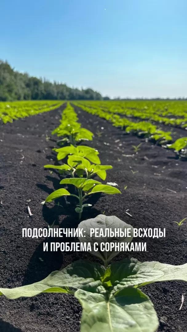 ПОДСОЛНЕЧНИК: РЕАЛЬНЫЕ ВСХОДЫ И ПРОБЛЕМЫ С СОРНЯКАМИ