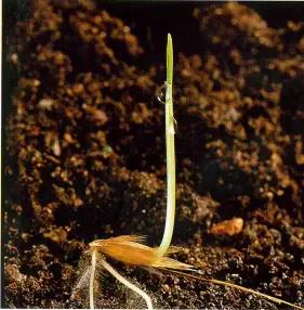 Овсюг обыкновенный