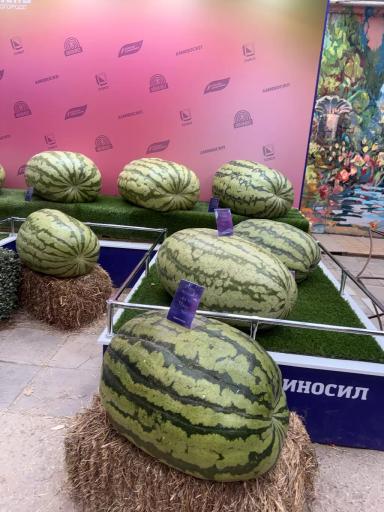 Судьба гигантской тыквы