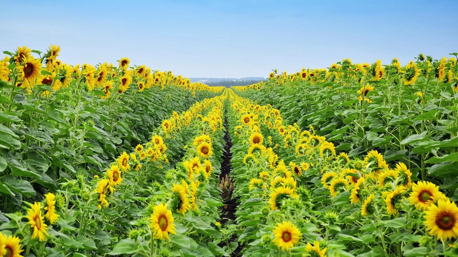 Россельхознадзор возобновил поставки семян подсолнечника с французских площадок