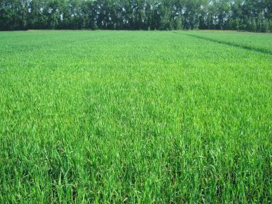 Эффективность гербицидной обработки при разных уровнях интенсификации.