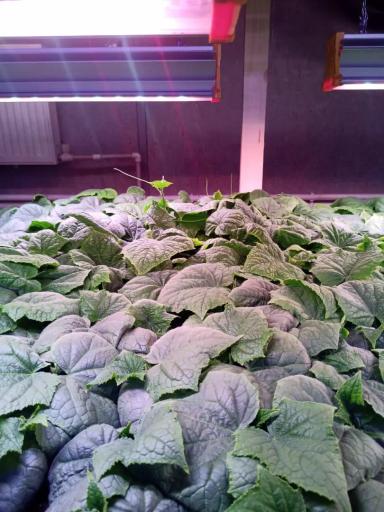 Светильники для рассады правда нужны?