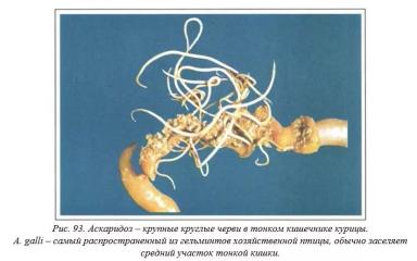 Вегад - Атлас болезней птицы. Ч. 19. Аскаридоз