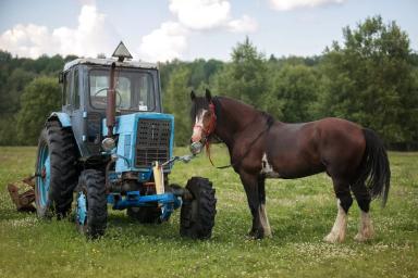 Владимирская тяжелоупряжная порода