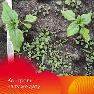 Зарегистрирован новый гербицид Питон®!