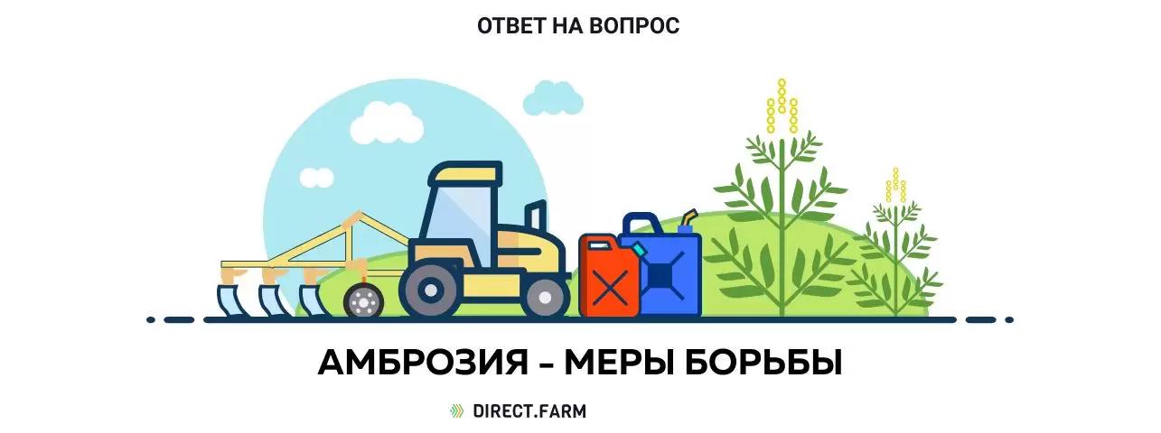 Амброзия – меры борьбы