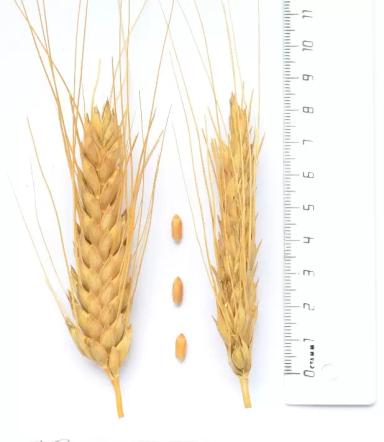 Диона® - сорт твердой озимой пшеницы  (Triticum durum Desf.).