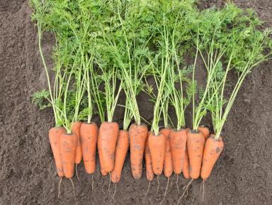 Кесена F1 (KESENA)