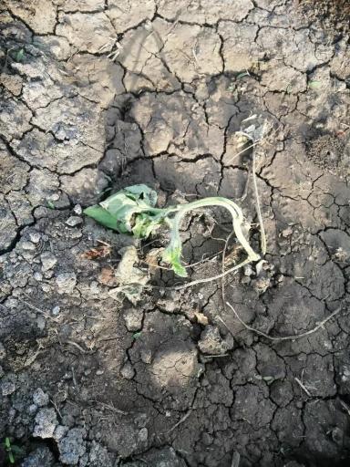 Почему гибнут арбузы?