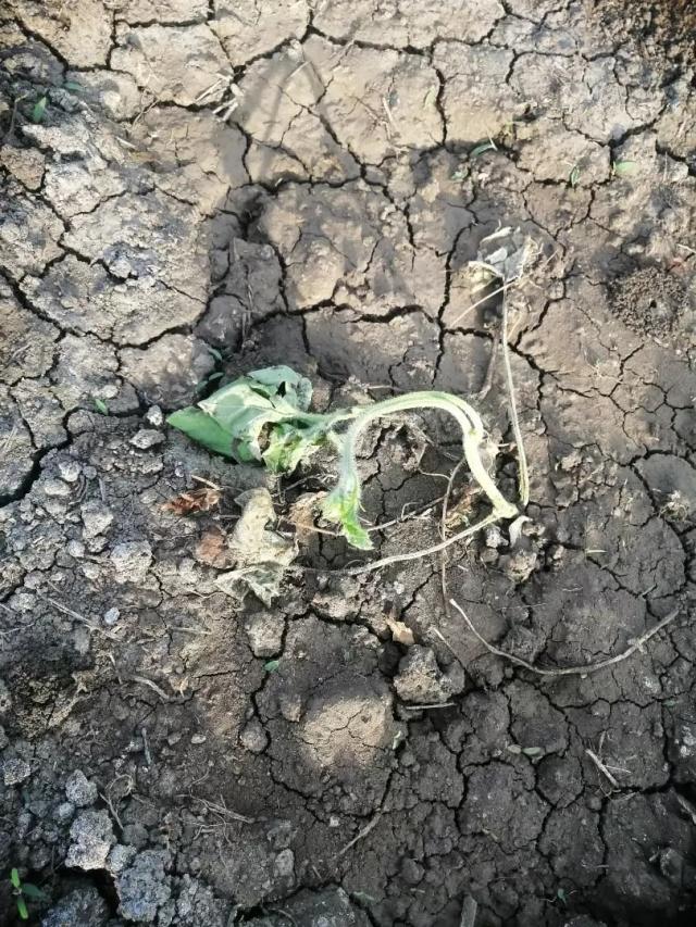 Почему гибнут арбузы?