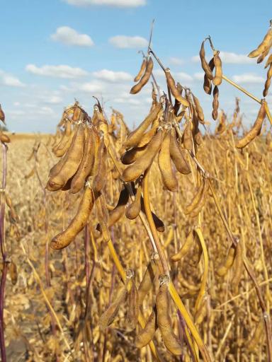 ОАК Пруденс (OAC PRUDENCE) сорт сои Эко Нива семена