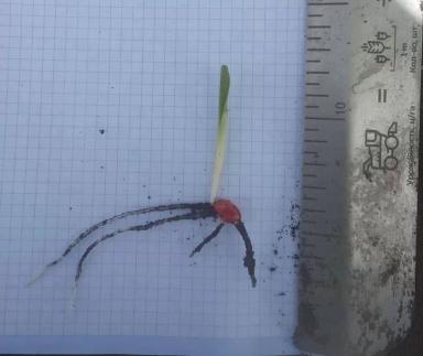 Линейка для агронома