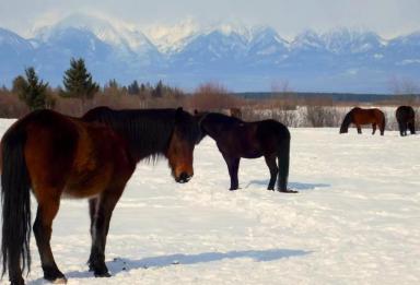 Бурятская порода лошадей