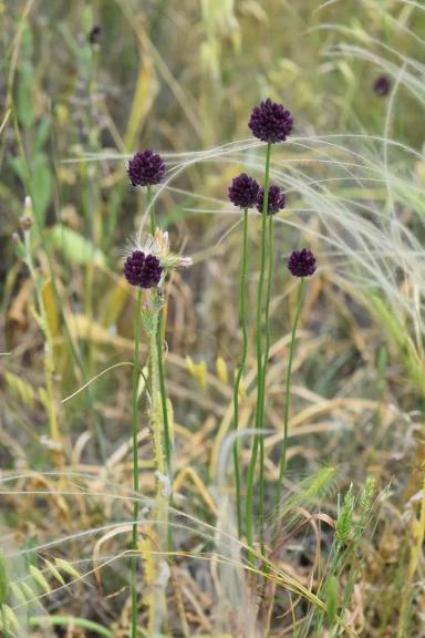 Лук круглый