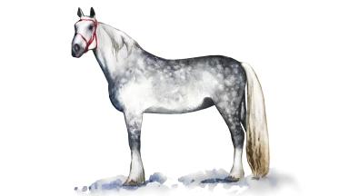 Орловская рысистая порода