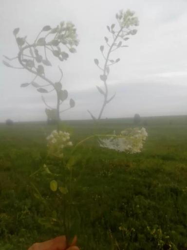 "Балерина" по росе, продолжение