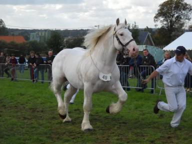 Булонская порода лошадей