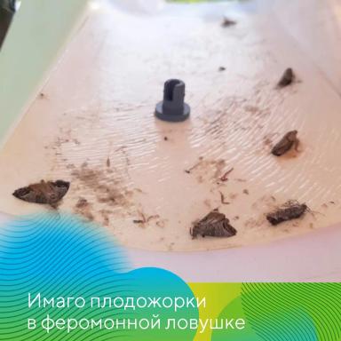Борьба с вредителями сада